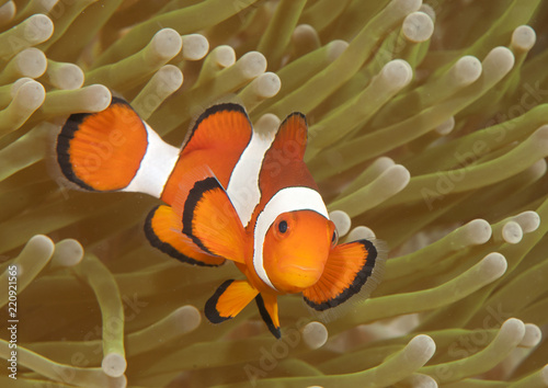 Ocellaris clownfish ( Aphiprion ocellaris ) or false clown anemonefish shelters itself among the venomous tentacles of a magnificent sea anemone ( Heteractis magnifica ), Bali, Indonesia