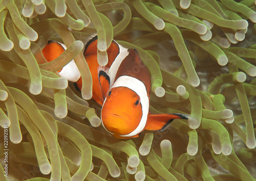 Ocellaris clownfish ( Aphiprion ocellaris ) or false clown anemonefish shelters itself among the venomous tentacles of a magnificent sea anemone ( Heteractis magnifica ), Bali, Indonesia
