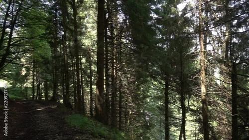 Wallpaper Mural Way of santiago in the pirneos by valcarlos Torontodigital.ca