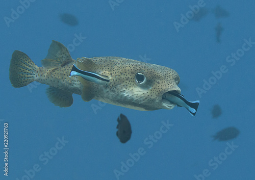 Porcupine pufferfish (diodon hystrix) being cleaned by two cleaner fish (labroides dimidiatus) at cleaning station , Bali, Indonesia