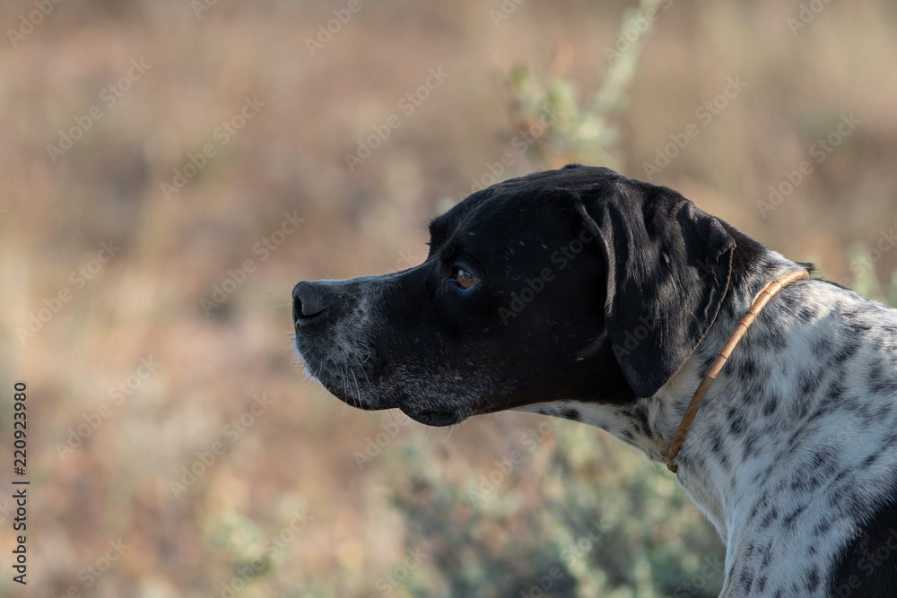 Profile view of Pointer pedigree dog, blurred background