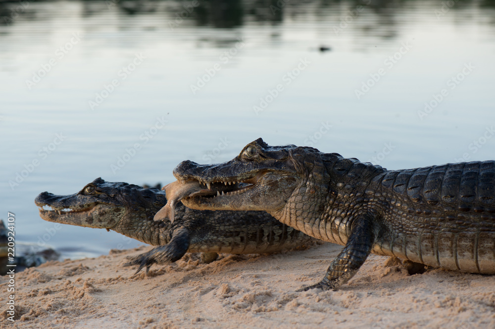Naklejka premium A large caiman, Caiman latirostris, walks down the beach to enter the Cuiaba River.