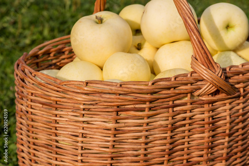 ripe apples in a wicker basket