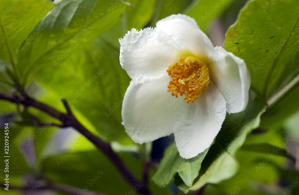 Obraz premium シャラの花