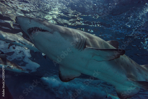Close-up of a Sand Shark shot from below © Bob