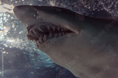 Close-up of a Sand Shark shot from below