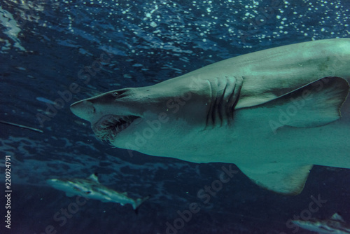 Close-up of a Sand Shark shot from below © Bob