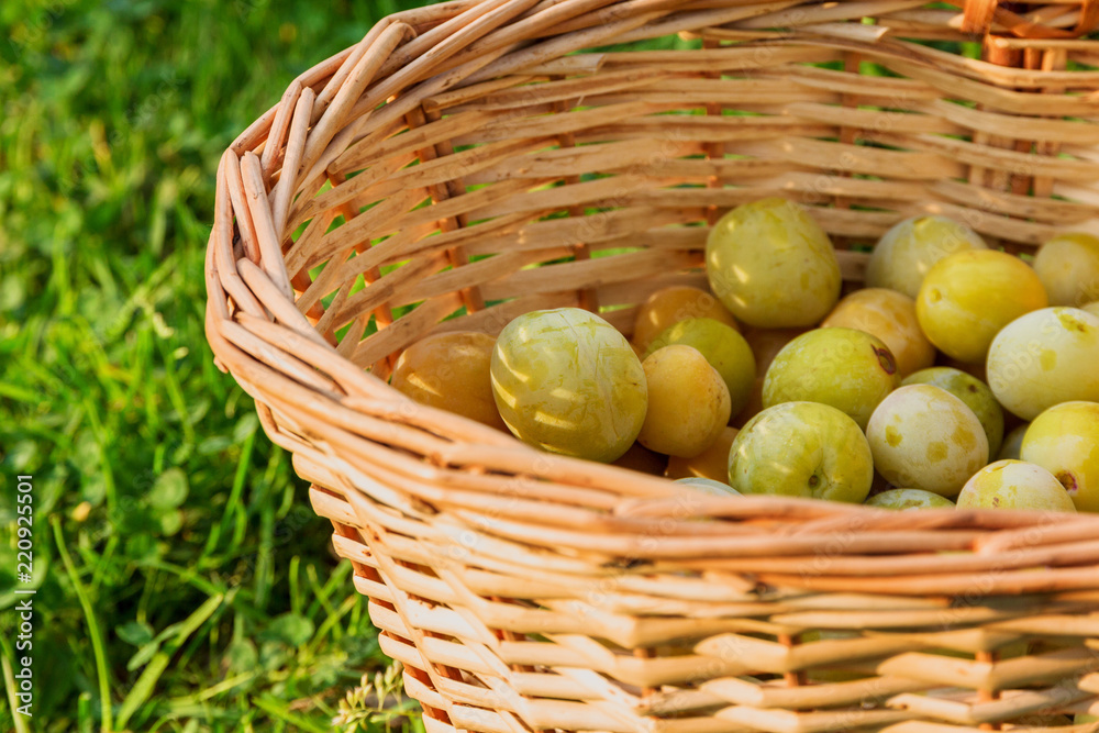 yellow plums in a wicker basket