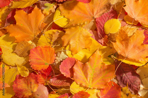 background of autumn leaves