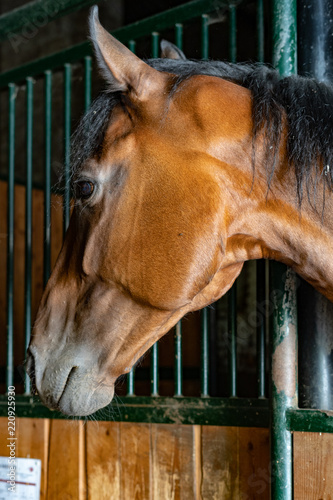 Fototapeta Naklejka Na Ścianę i Meble -  Horse