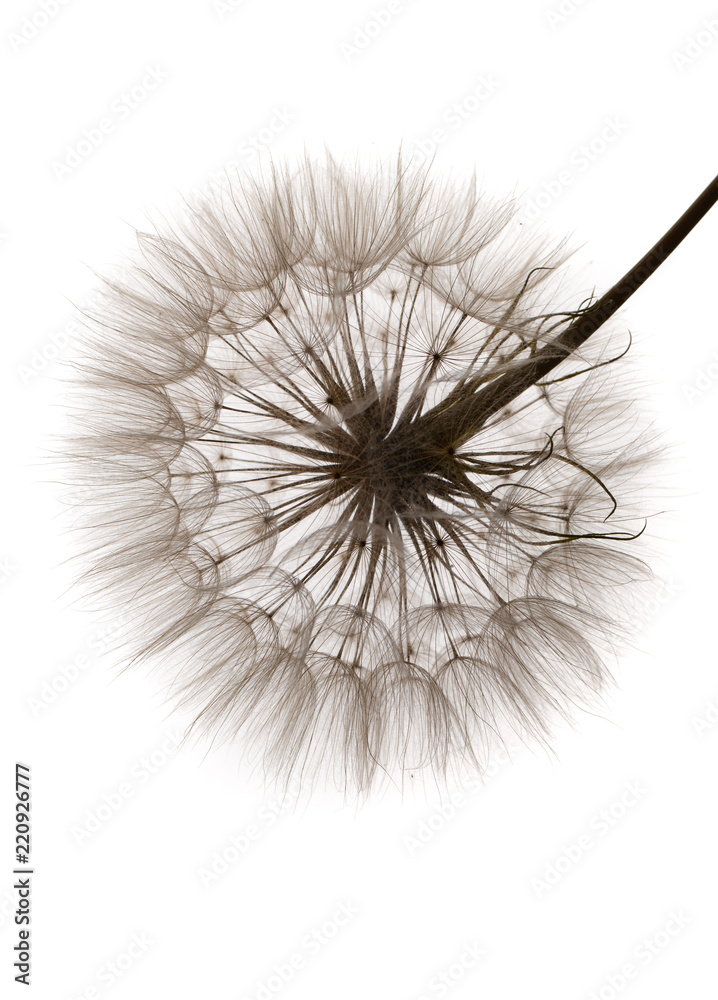 Dandelion close-up. Air beautiful Bud on a light background.