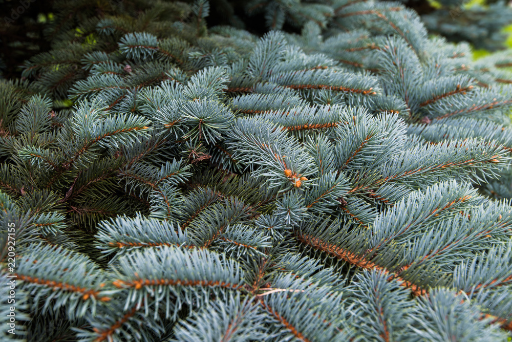 Coniferous branches close up.