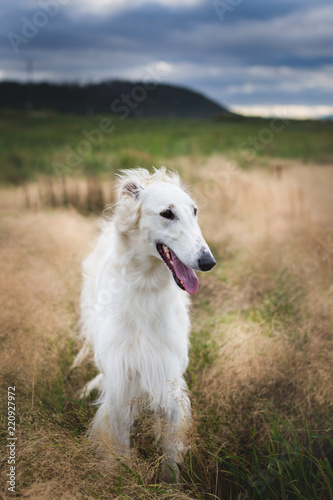 Profile Portrait of beautiful beige russian borzoi dog standing in the field ay sunset