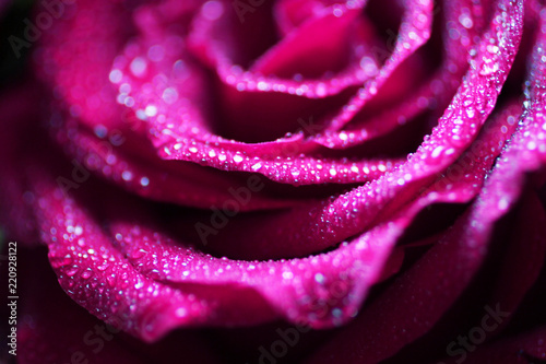 Canvastavla Roses fuchsia in drops of dew