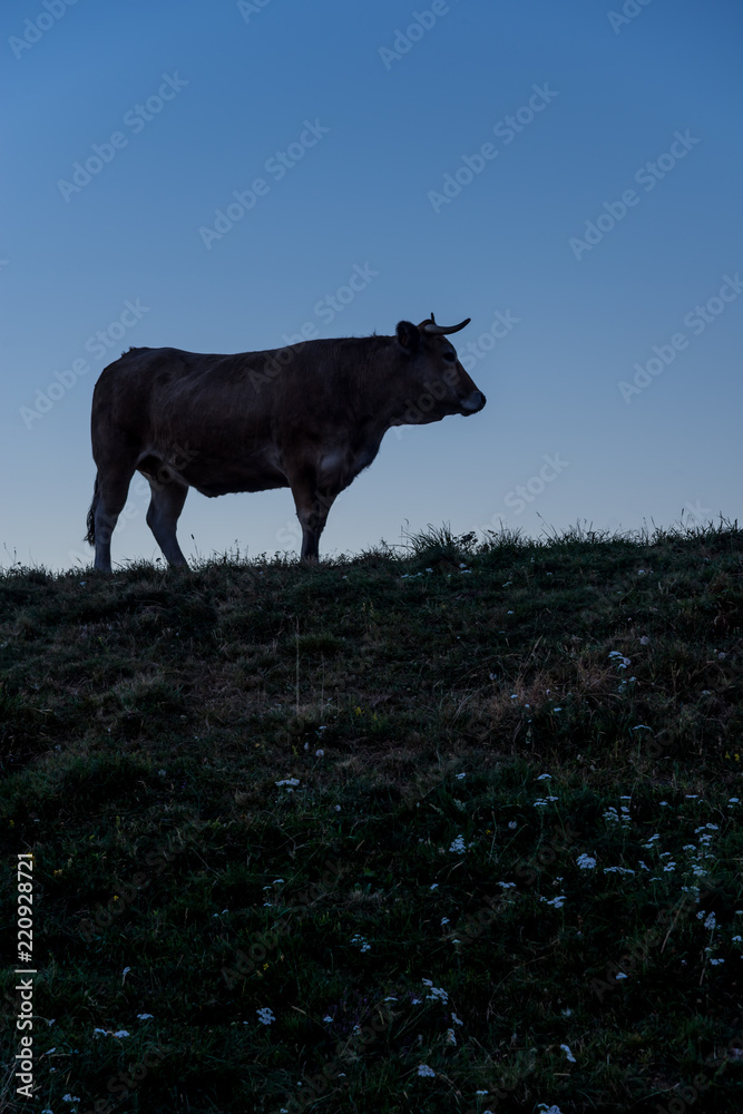 Fototapeta premium Vache Aubrac, contrejour 2