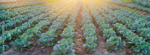 cabbage plantations grow in the field. vegetable rows. farming, agriculture. Landscape with agricultural land. crops