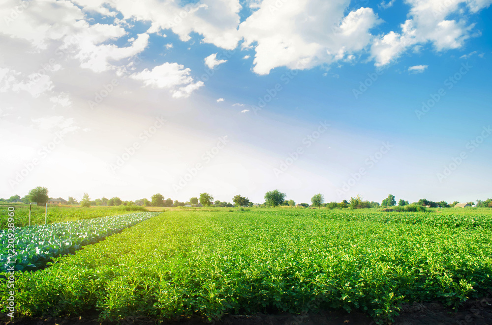 Fototapeta premium potato plantations grow in the field. vegetable rows. farming, agriculture. Landscape with agricultural land. crops