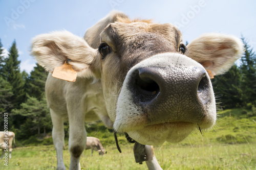 Cow close up view © Arcansél
