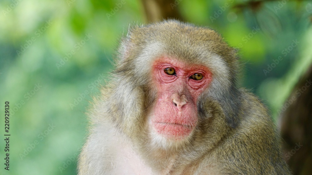 Japanischer Makake, wilde Affen mit rotem Gesicht Japanischer Makake, wilde Affen mit rotem Gesicht