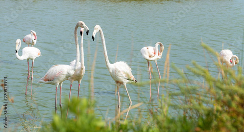 Beautiful Flamingo Birds 3