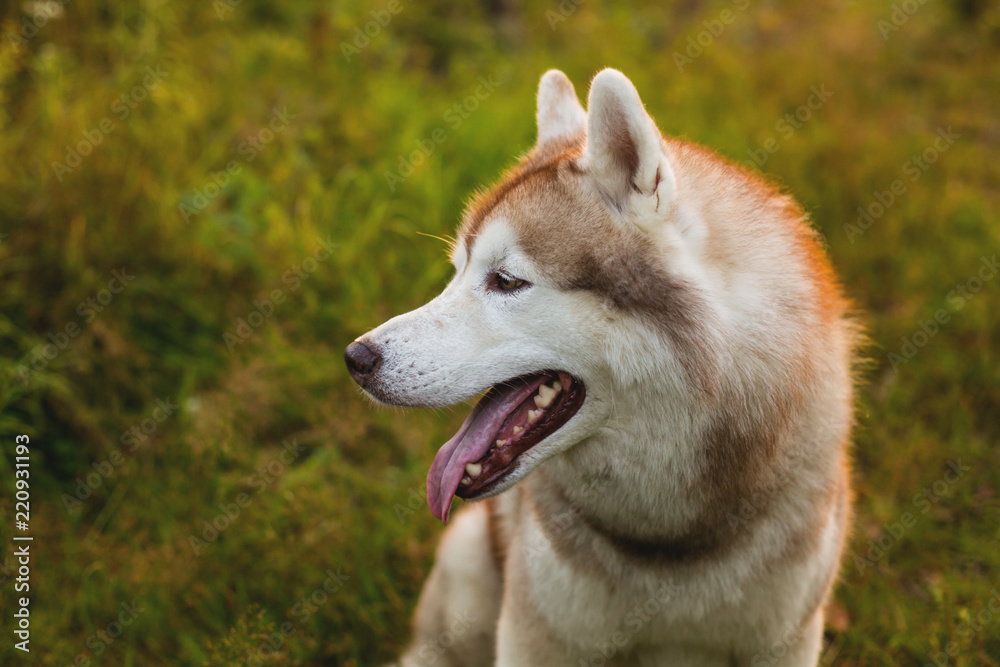 Profile portrait of lovely beige and white dog breed siberian husky sitting in the grass in early fall