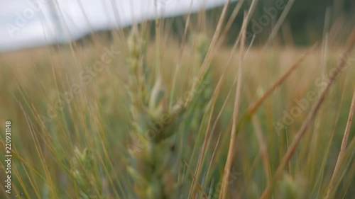 The camera moves forward on the wheat field. The wheat grain is close-up.