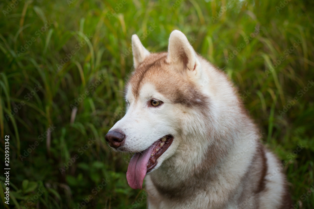 Profile portrait of free and beautiful beige and white dog breed siberian husky sitting in the grass in early fall