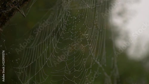 Spider web with dew closeup. Sounds of the forest.