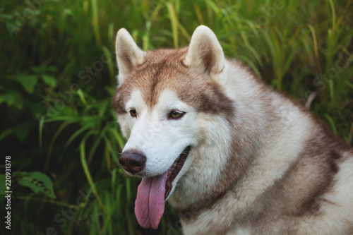 Profile portrait of lovely beige and white dog breed siberian husky sitting in the grass in early fall