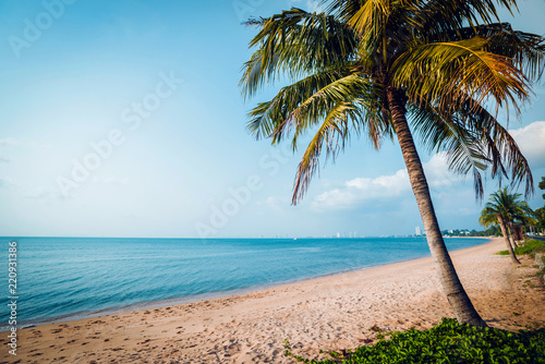 Beautiful tropical beach with palm trees. Daylight