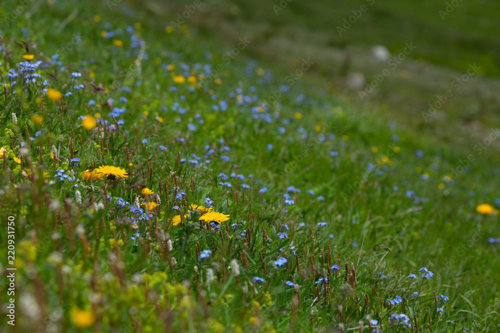 Fototapeta premium Macro of colorful meadow full of flowers in Alpen mountains