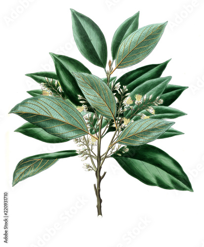 Illustration of plant