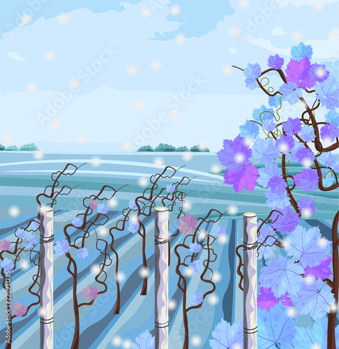 Vineyard in winter season Vector. Beautiful snow backgrounds