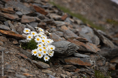 Beautiful daisies between stones in Alpen mountains, Italy during sunny day photo