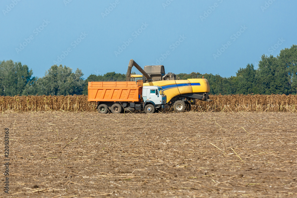 Fototapeta premium Harvesters harvest ripened sunflowers on a field.
