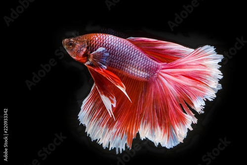 Siamese betta fish beautiful color with black background