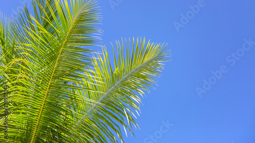 Palm leaves and blue sky. Tropical banner