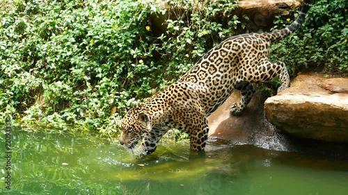 4k video of A jaguar playing and swimming in pond
