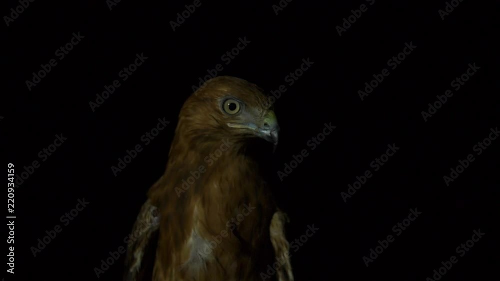 Head of desert eagle bird in the dark near the street lamp Looking for a prey Head of desert eagle bird in the dark near the street lamp Looking for a prey