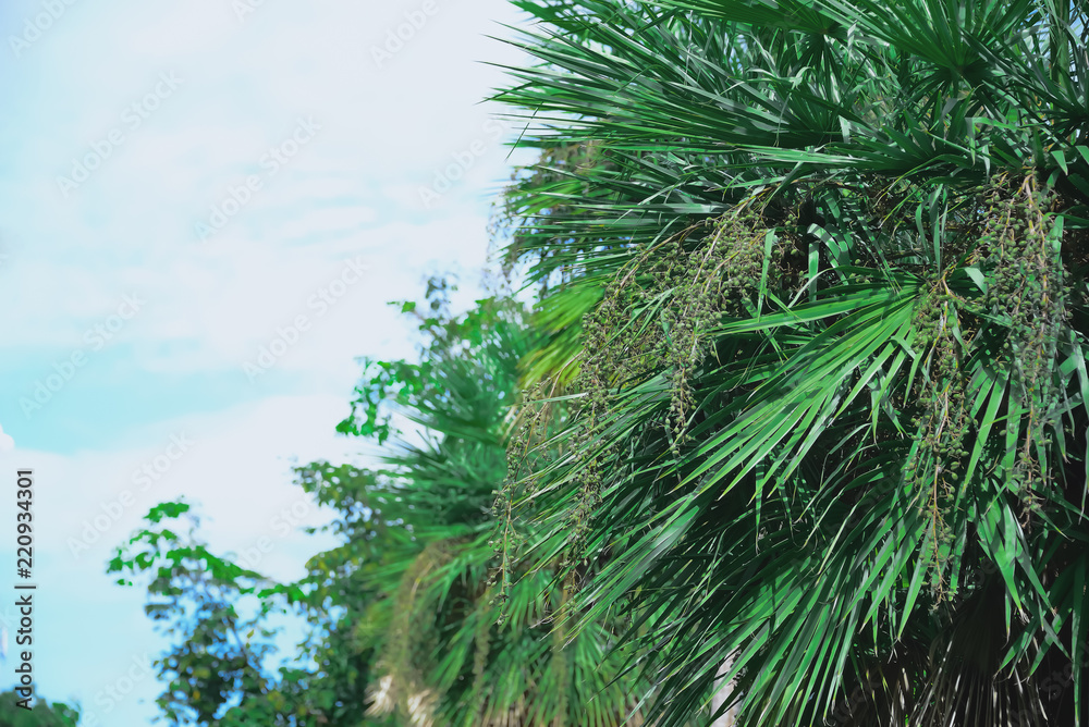 The seeds of the old palm will give you a more beautiful color than the new one with only one green. The seeds of the old palm will give you a more beautiful color than the new one with only one green.