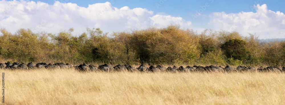 Panorama of running wildebeest in the Masai Mara Panorama of running wildebeest in the Masai Mara