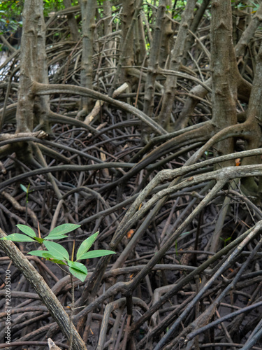 Mangrove forest at Kung Krabean, Chantraburi