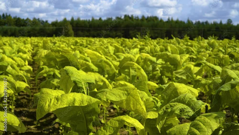 Tobacco leafs growth in the field Tobacco leafs growth in the field