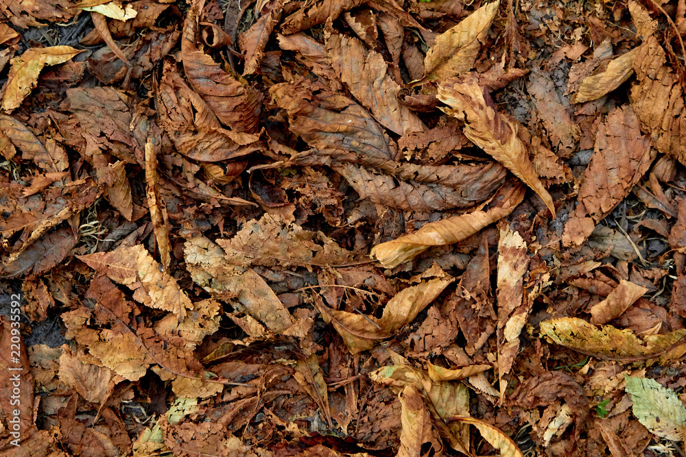The background of the fallen autumn leaves