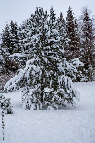 Winterlandschaft mit Schnee und Eis mit Bäumen und Ästen