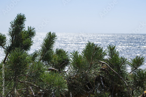 A pine tree against a seascape background.
