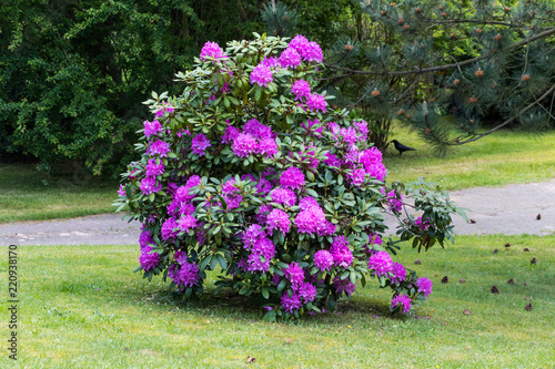Photography Blühende Rhododendron im Garten