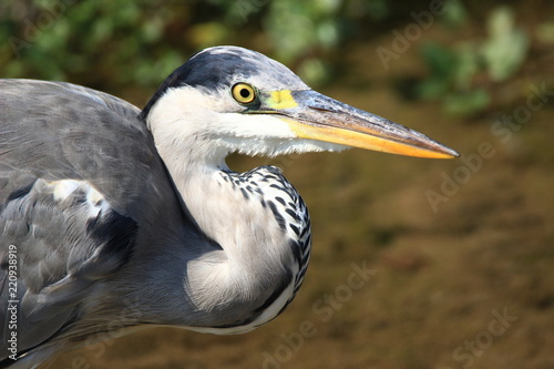 Принти на полотні Grey heron close up