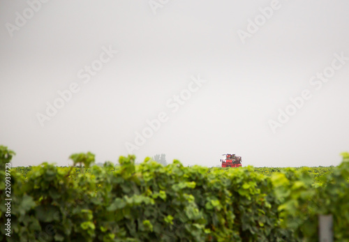 vineyard during harvest