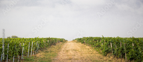 Obraz na płótnie vineyards ready for harvest w salonie